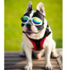 Gafas perro viaje moto proteje luz agua
