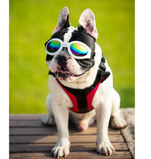 Gafas perro viaje moto proteje luz agua