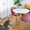 Juguete para gatos